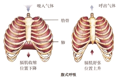 運(yùn)動(dòng);呼吸訓(xùn)練;腹式呼吸;深呼吸;肺功能檢測(cè)儀;呼吸訓(xùn)練器;慢阻肺