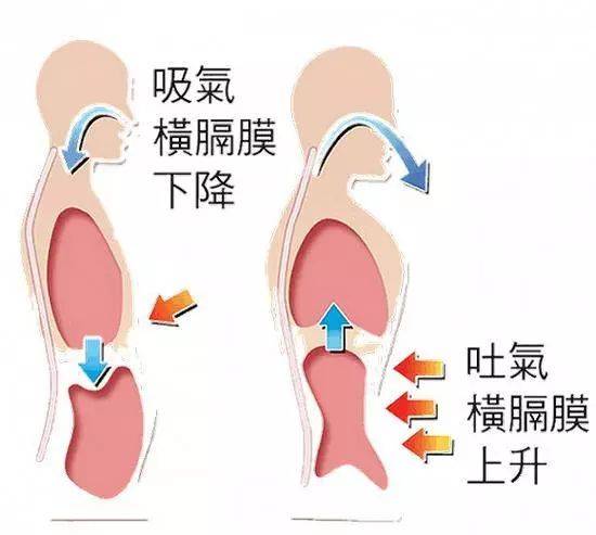  呼吸-呼吸肌-肺病-慢阻肺-訓(xùn)練