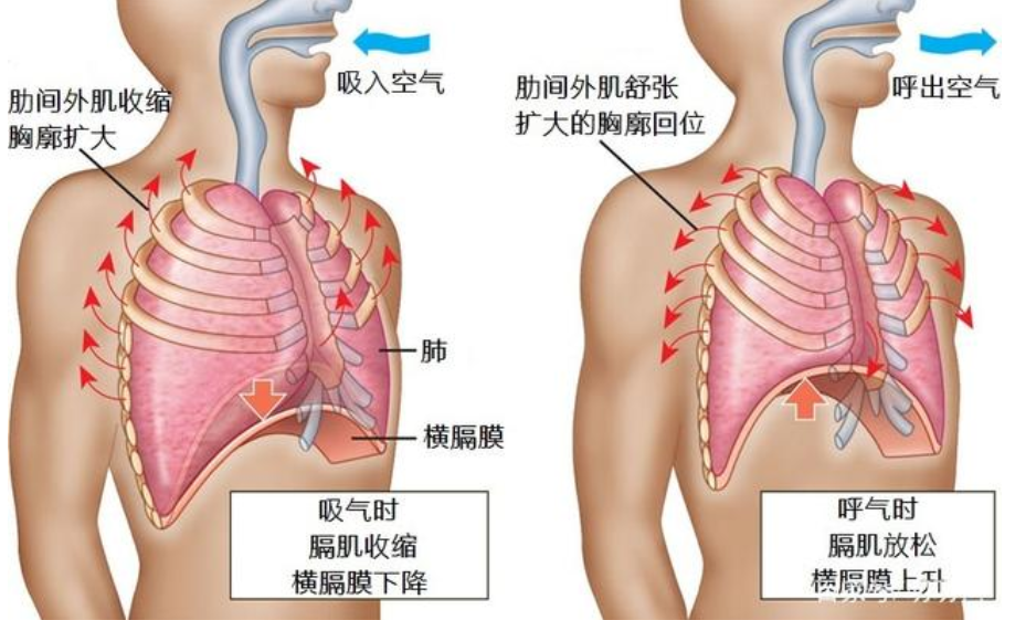 肺炎-哮喘-慢阻肺-咳嗽-咳喘-支氣管炎-肺功能檢測(cè)儀-呼吸訓(xùn)練器-心臟病-心血管疾病