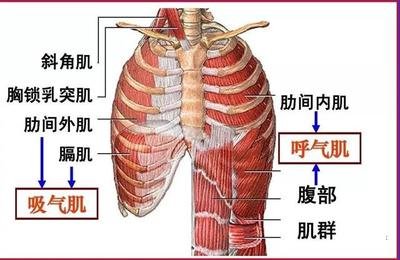 肺炎-呼吸訓(xùn)練器-基層肺功能-腦卒中-心血管病-中風(fēng)-腦梗-慢阻肺-哮喘-呼吸肌-排痰-肺功能檢測(cè)儀-賽客