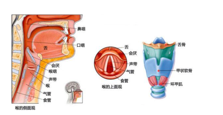 肺炎-哮喘-慢阻肺-咳嗽-咳喘-支氣管炎-肺功能檢測儀-呼吸訓(xùn)練器-心臟病-心血管疾病-咽炎-呼吸峰流速儀